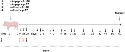 Comparative pharmacokinetics of porcine and human anti-influenza hemagglutinin monoclonal antibodies in outbred pigs and minipigs